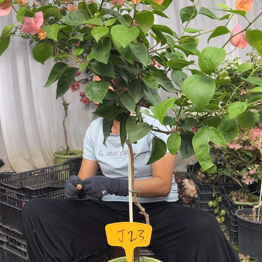 泡***️当前无花栽培后可以开花J23波妹