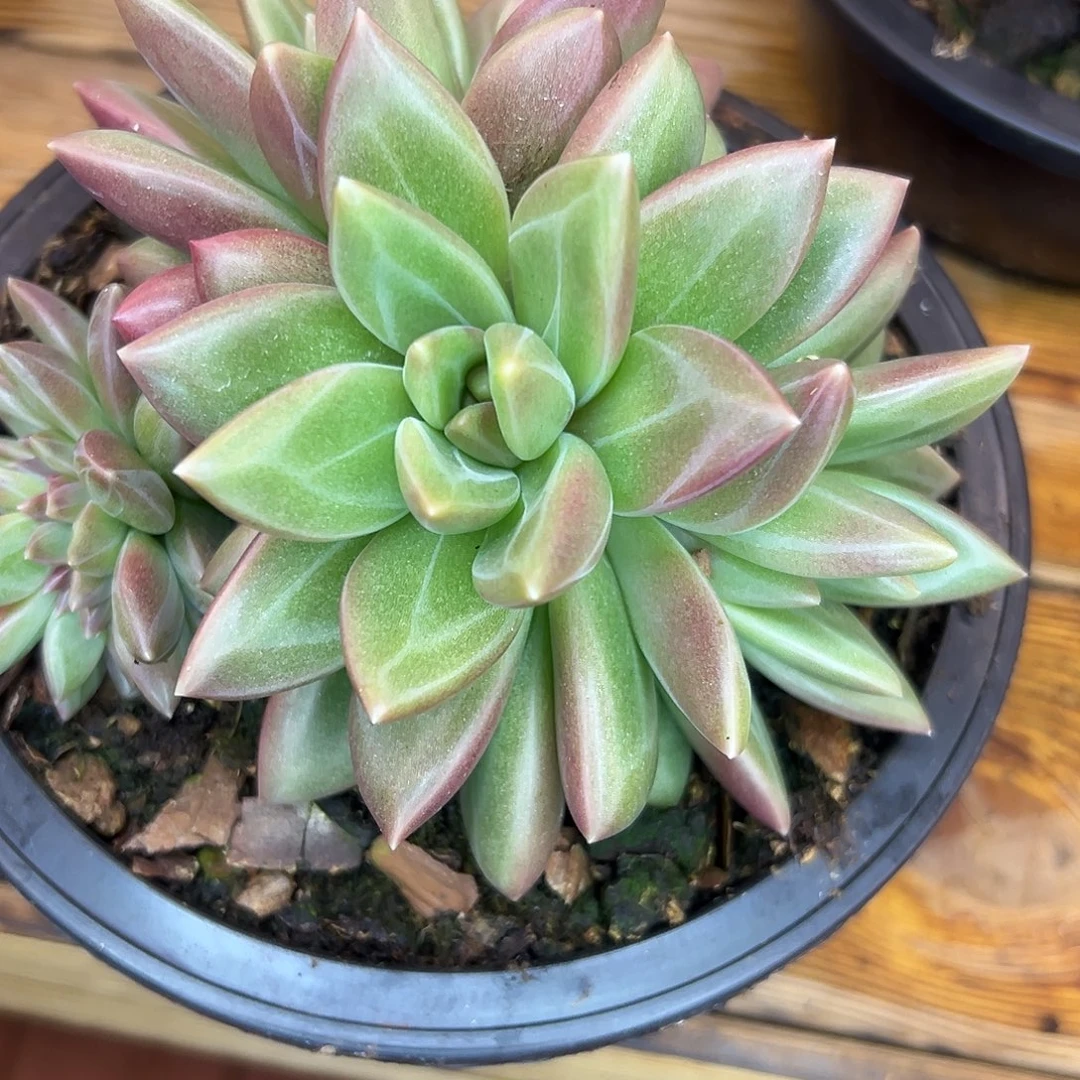 珊***珊迷雾泡泡缀，一物一拍