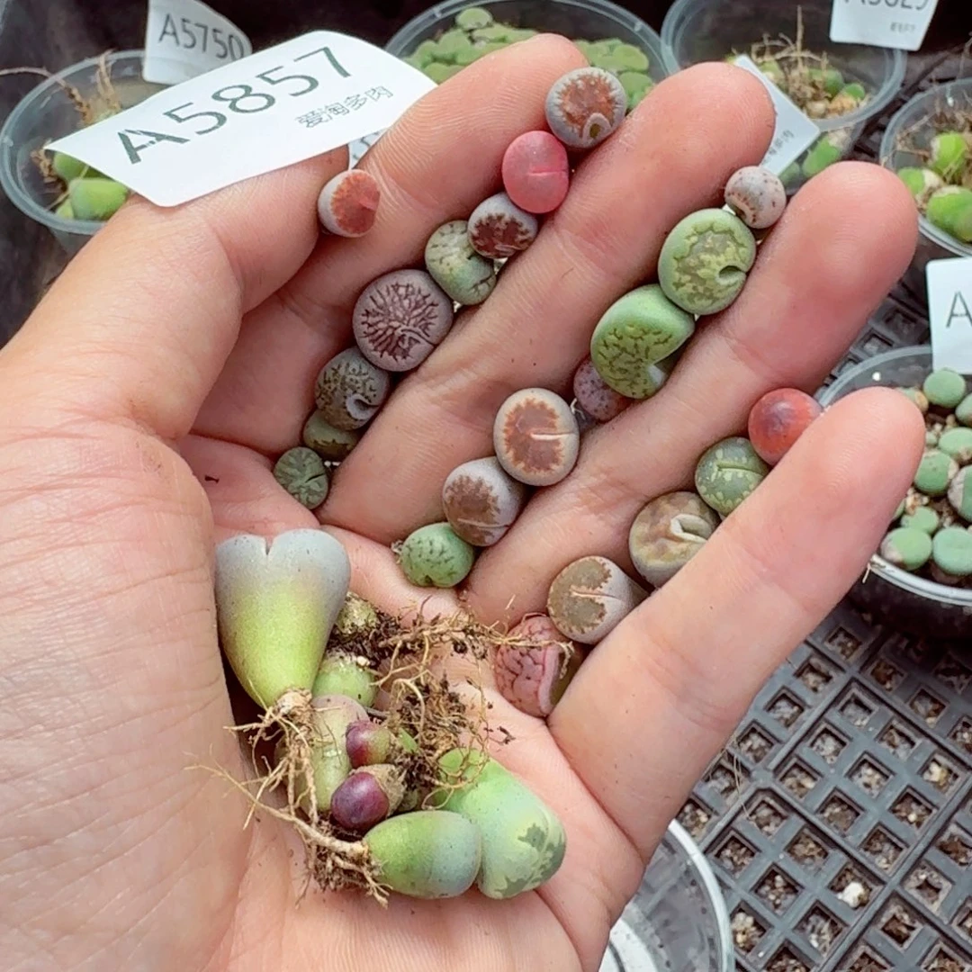 5857—生石花 生石花