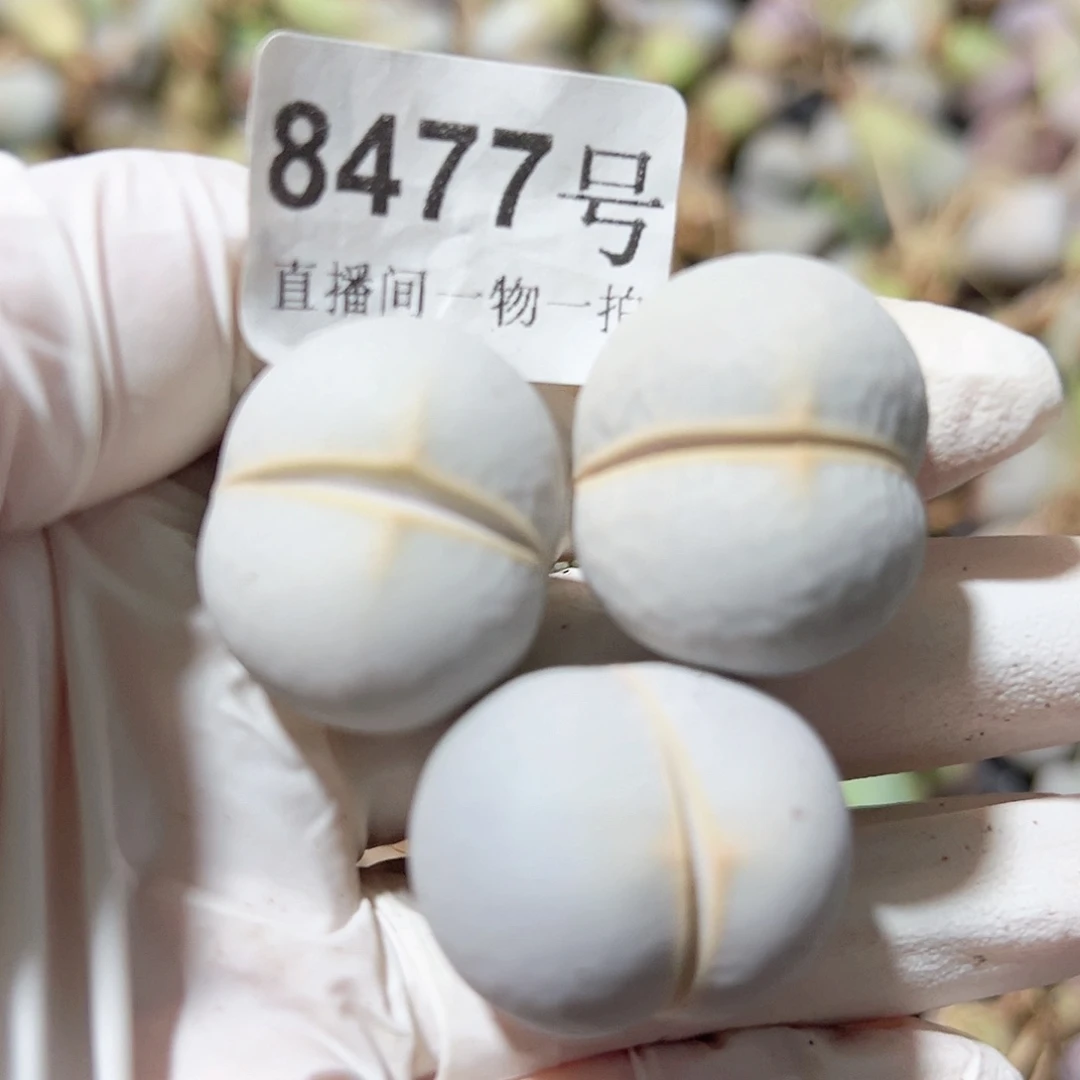 8477 好养易活生石花大母本3个