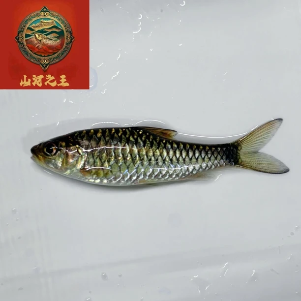 【泰国清迈高山流域大头野史】带黑线金线绿背发色比较快的蓝吉罗鱼