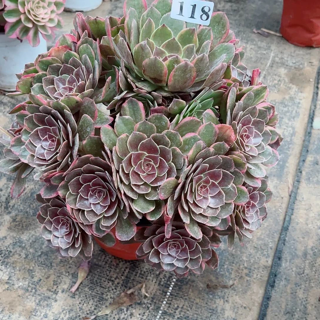 无花朵多肉植物半夏118