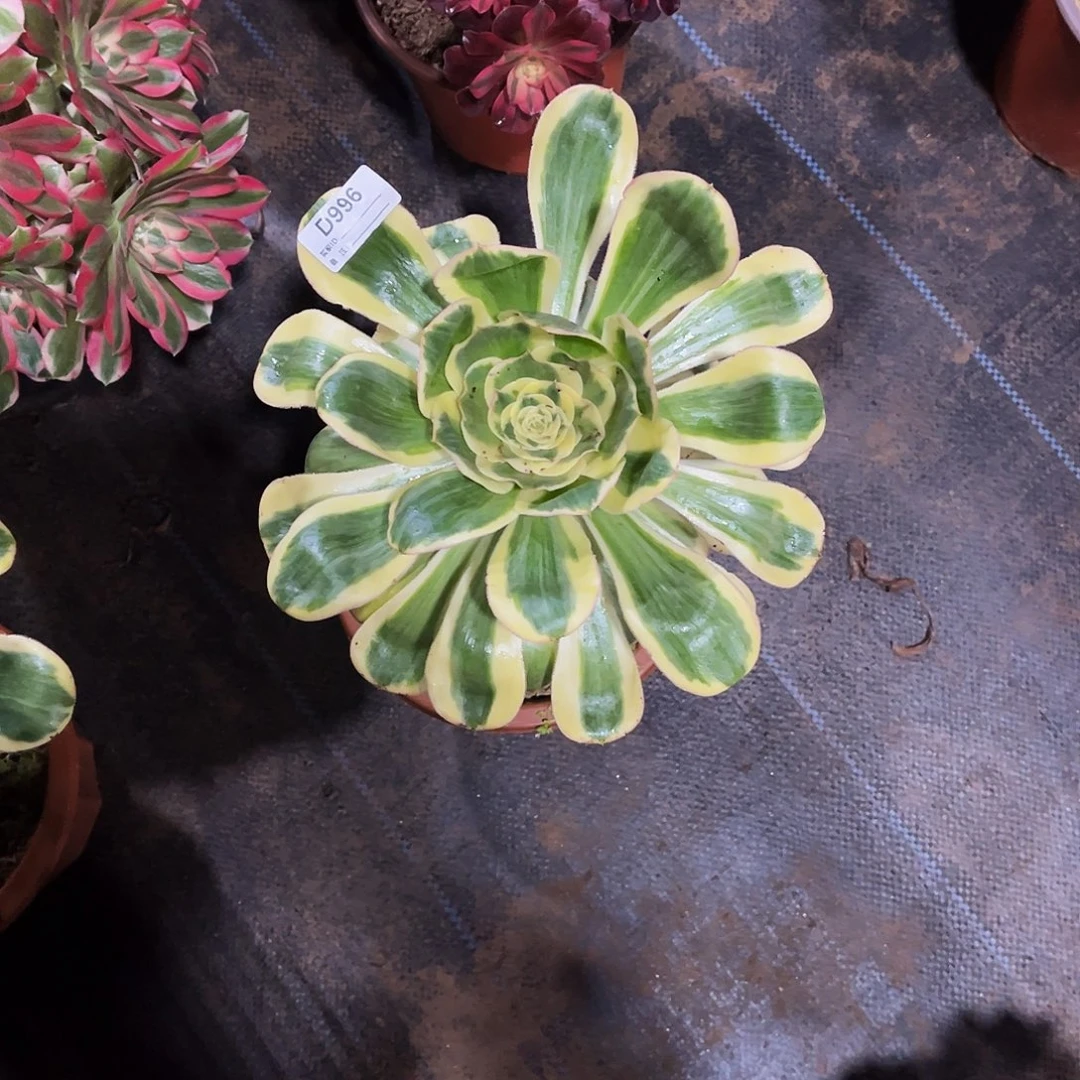 完全开放多肉植物996艳资锦