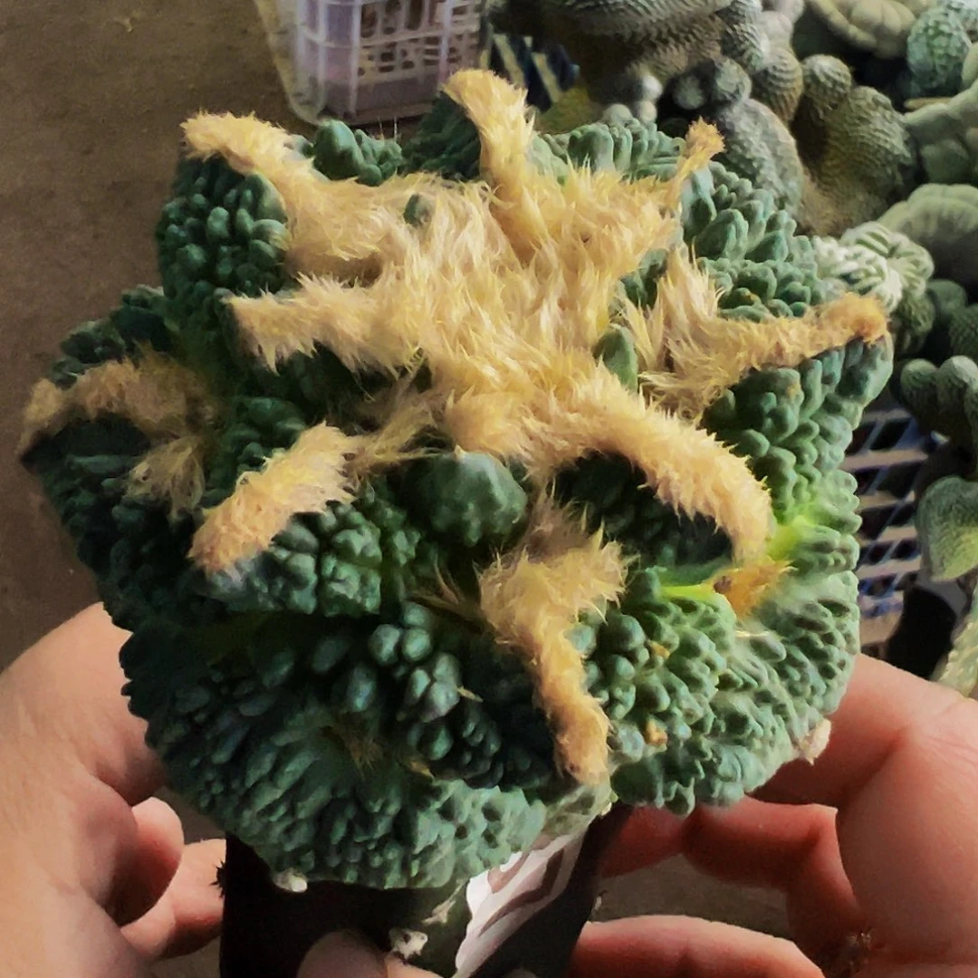 无花朵福利龟甲牡丹787