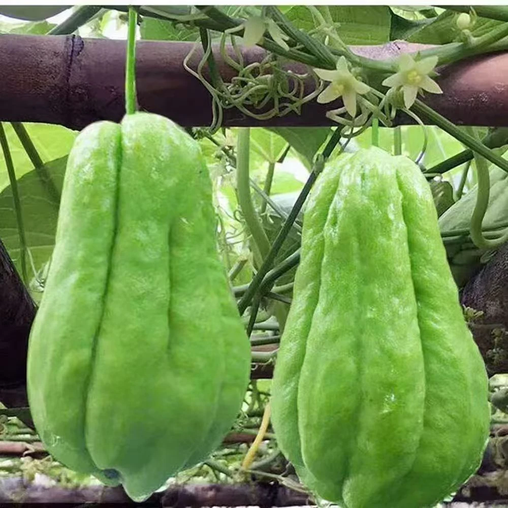 云南高原露天扶手瓜5斤 现摘现发 老品种