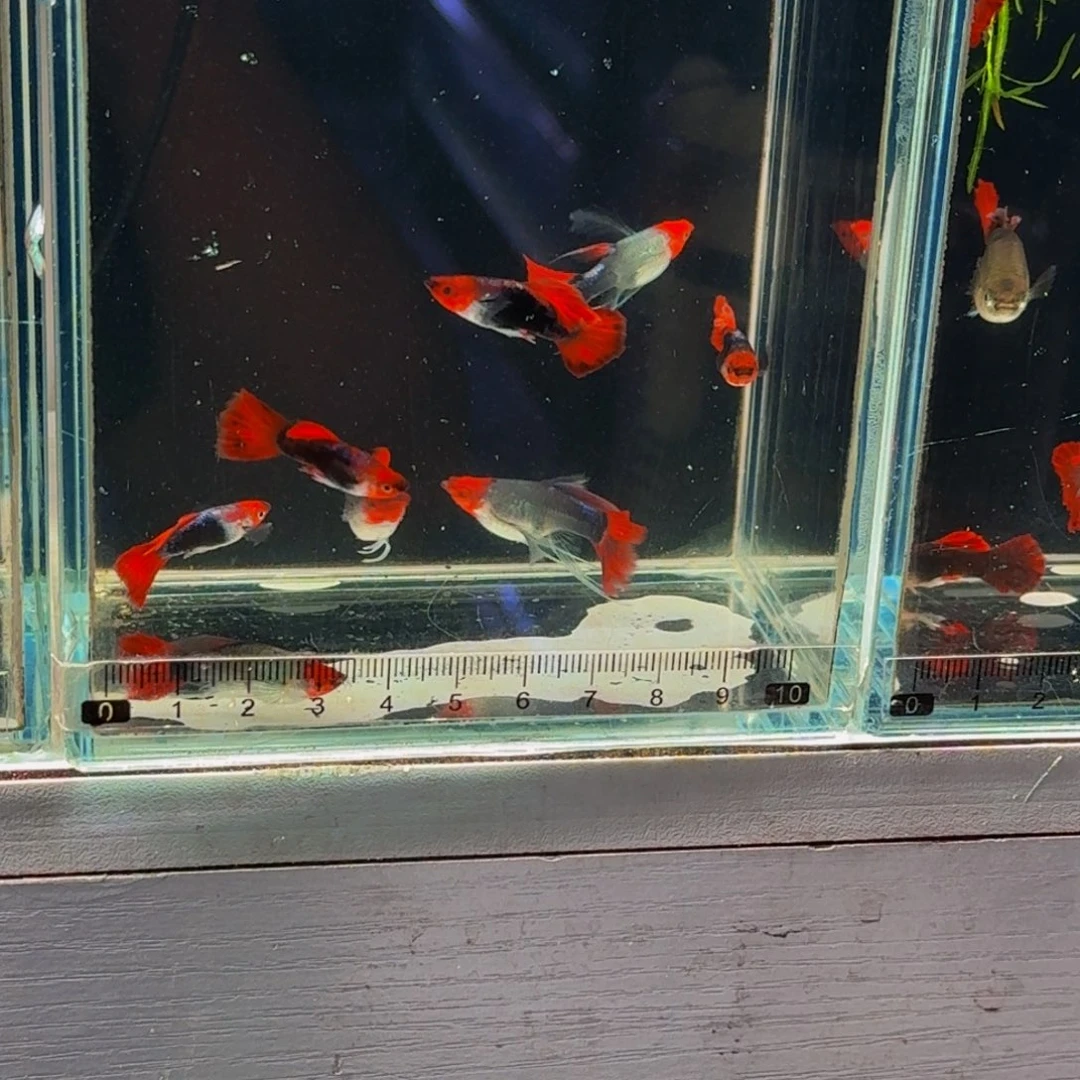 *****孔雀鱼小鱼的蓝贵族