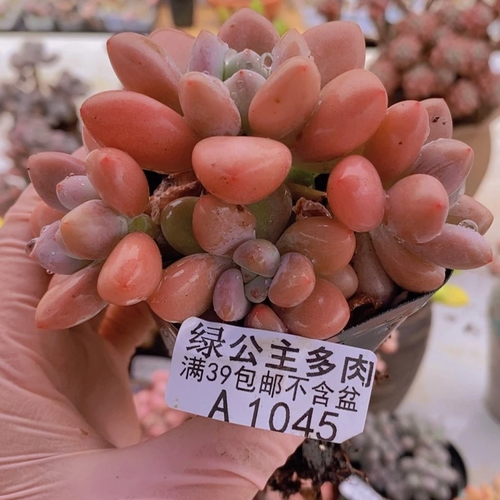 樱花洛神9cm1045多肉植物