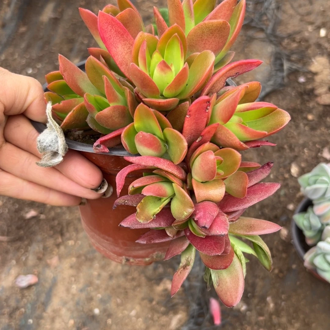 多肉植物中央音乐学院