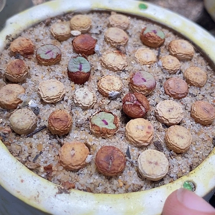 小红嘴1380b一颗