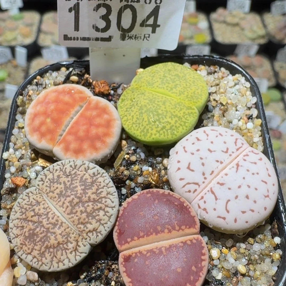 Sssss 好好看呀1304