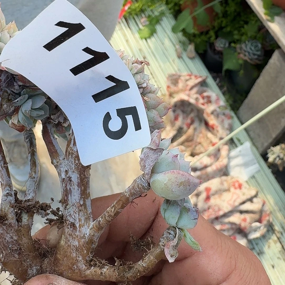 羊*碗3161661161661166161