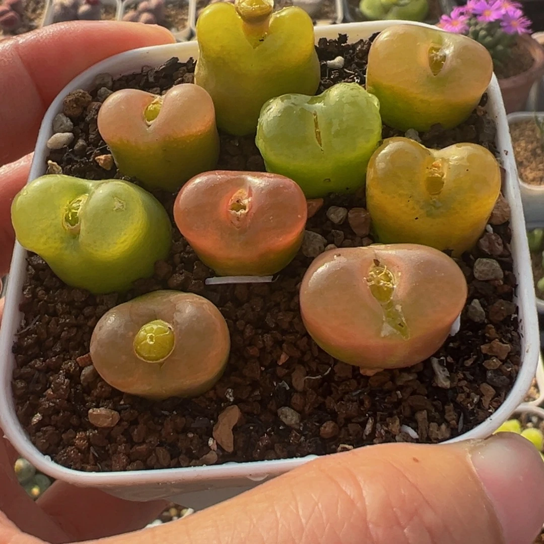 9棵翻窗荔枝毛多肉植物