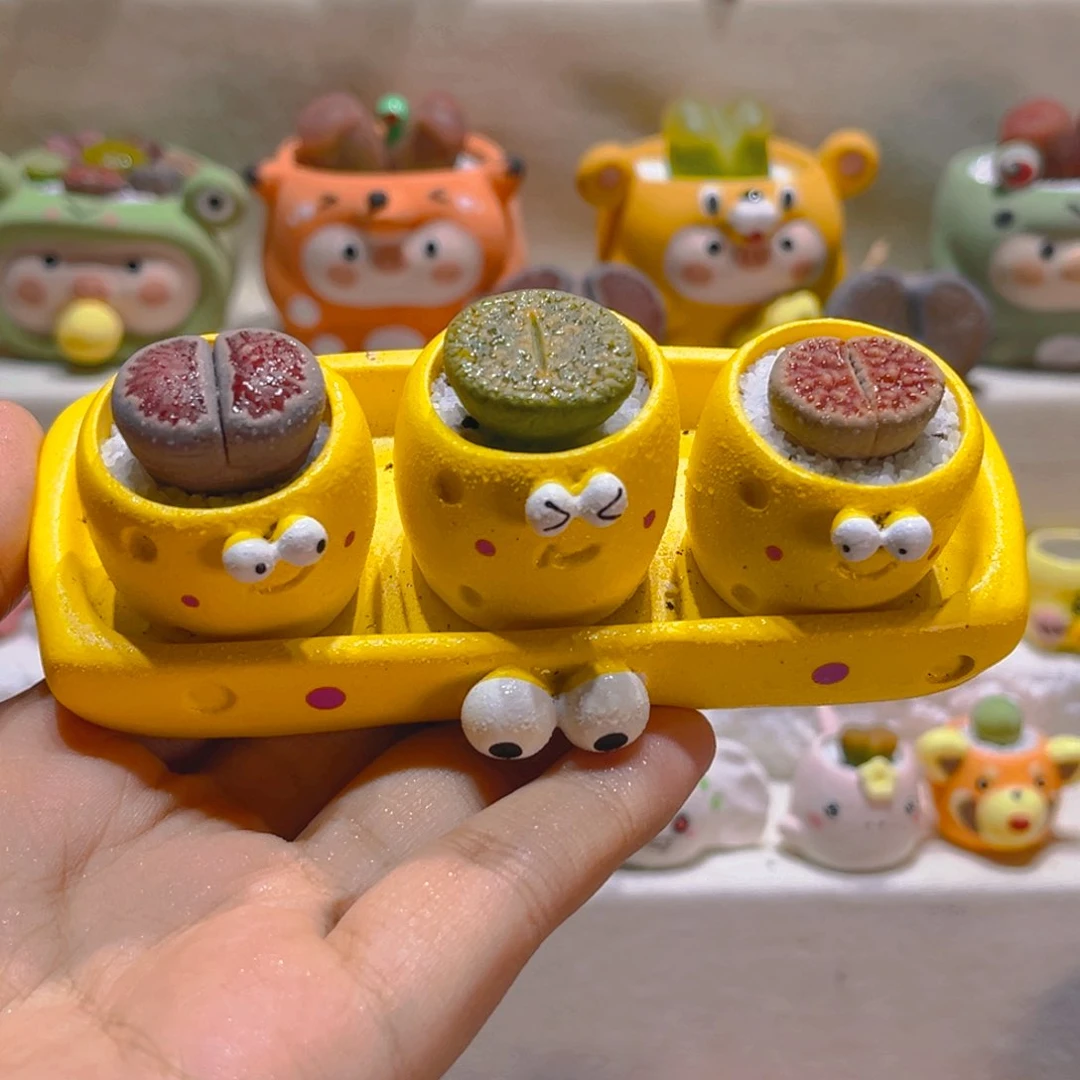 082高端多肉带盆带土一整套