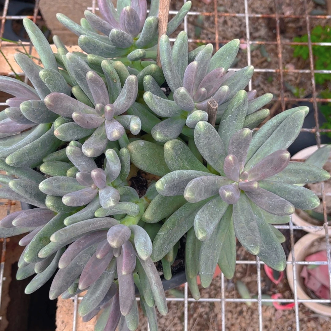 新疆西藏内蒙不包邮，糖果美人