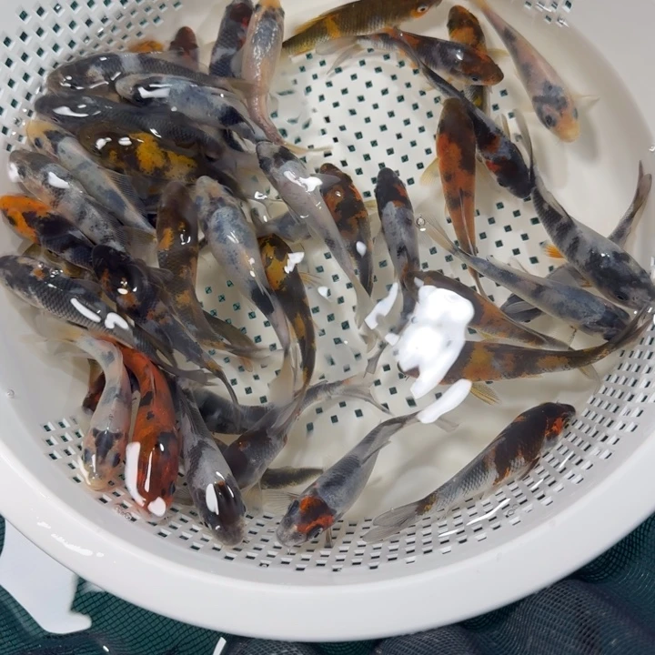 中国大陆两条小尺寸