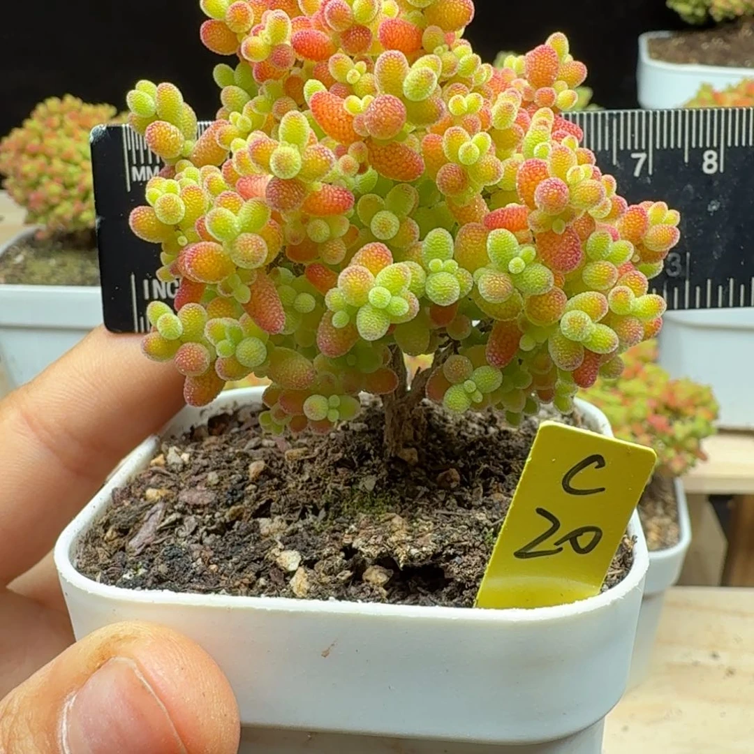 一****掉c20号蜜橘冠服6厘米