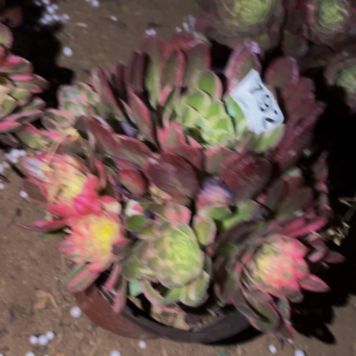 792唐三彩多肉植物