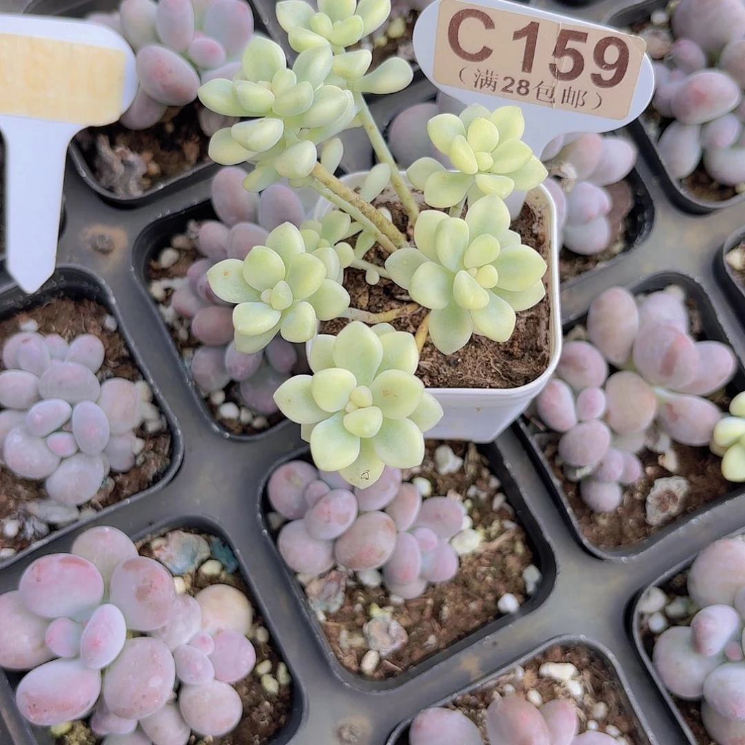 妍****C159丸叶姬秋丽锦一物一拍