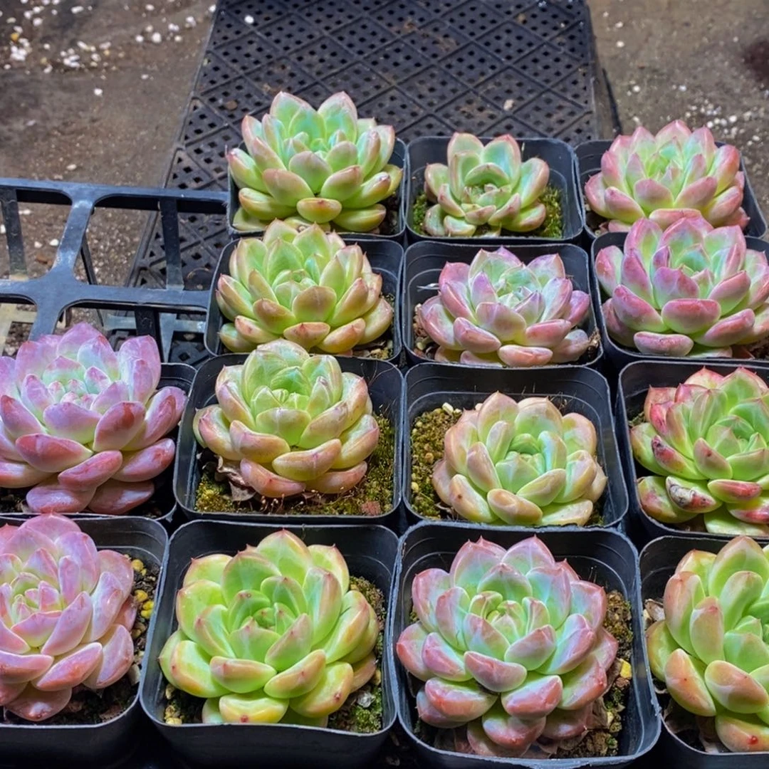 852的人在一起的时候就会