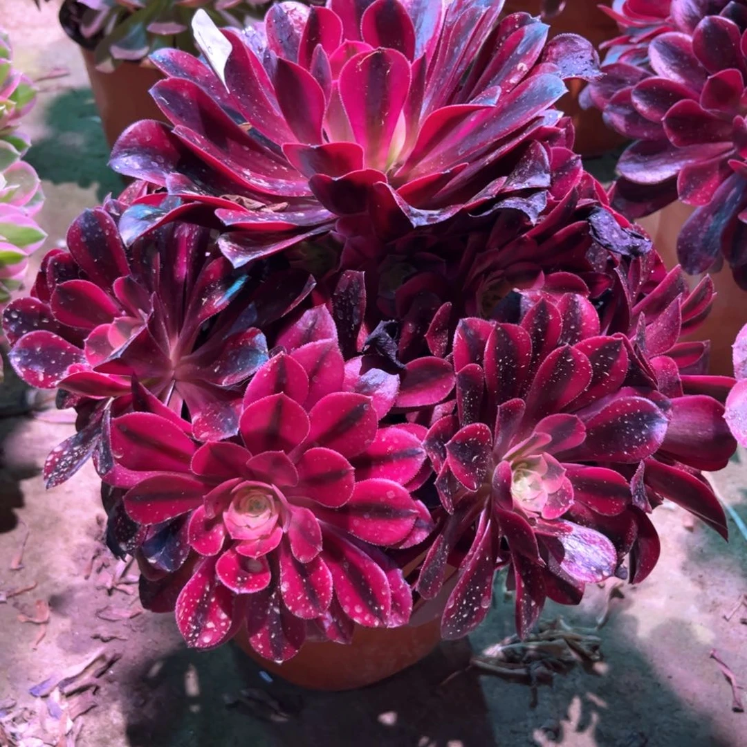 多肉植物美杜莎936