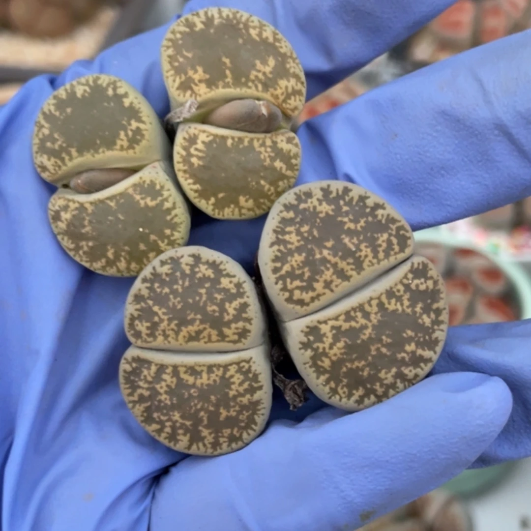 满20包邮除偏远地区129