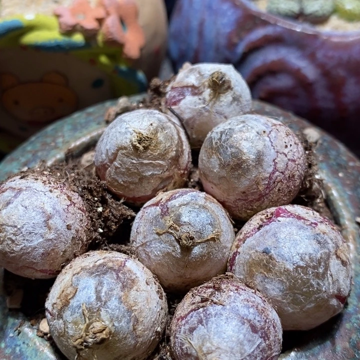 单头灯泡母本一颗 1.8厘米