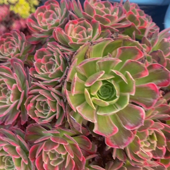 安娜一颗多肉植物