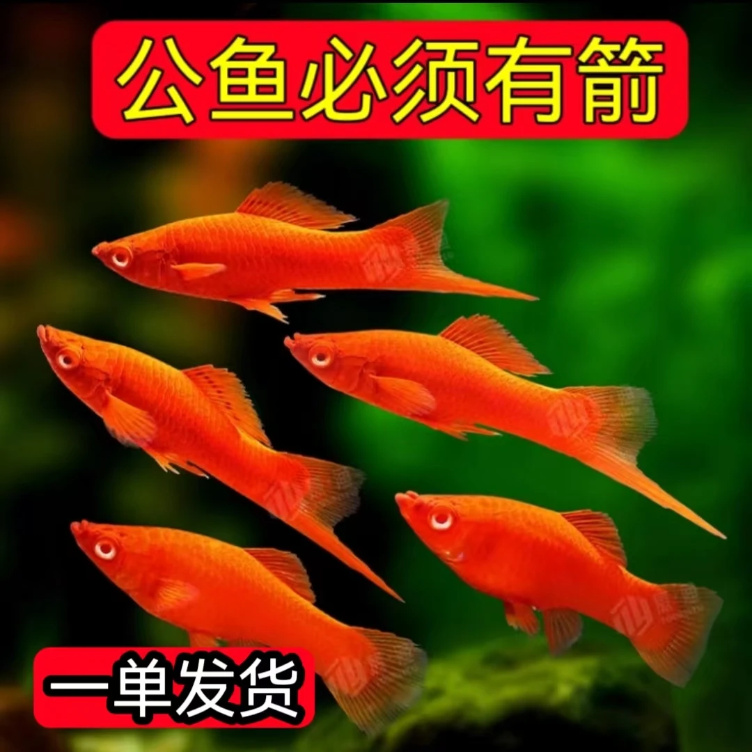 红箭公鱼红剑鱼红剑球鱼双箭帆菊花热带观赏鱼便宜大尾巴不用打氧