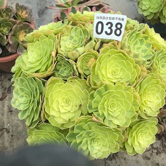 038雨荷花花法师2-11