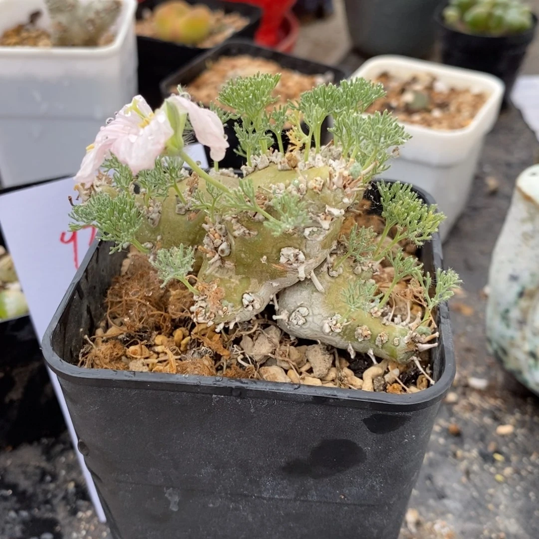 9344。   白皮越界。