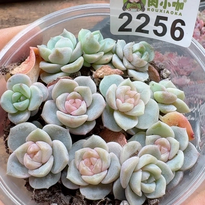 多肉植物多肉植物