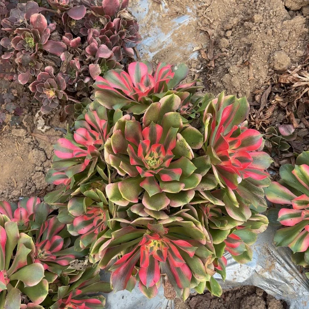 香妃法师22.8多肉植物