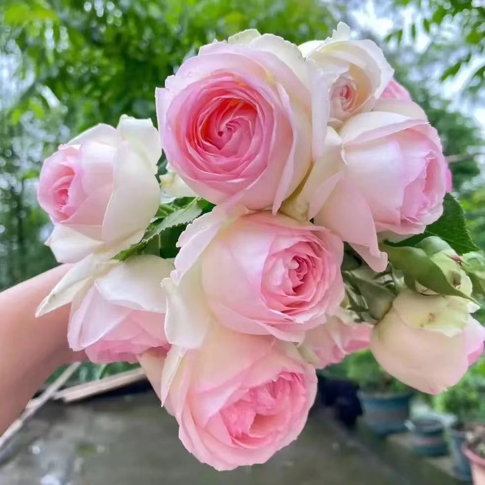 【1.2-1.4粉龙】藤本爬藤月季大花多季节开花庭院阳台好养植物易养