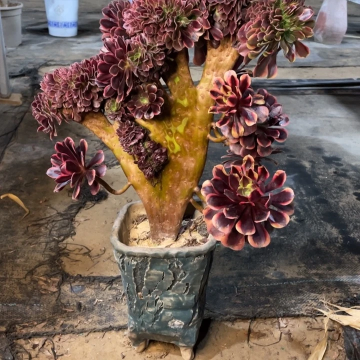 油***菜我是真的很喜欢这个