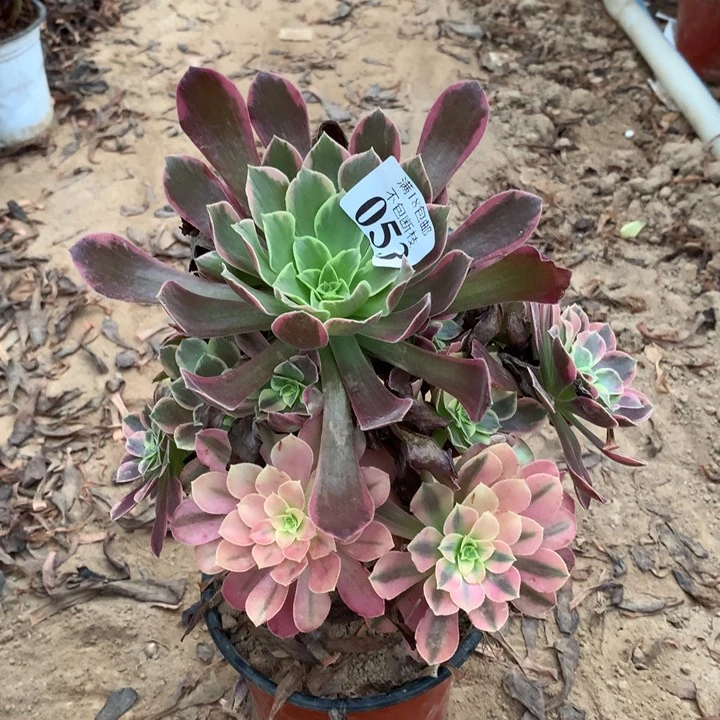 053金丝雀手捧东棚