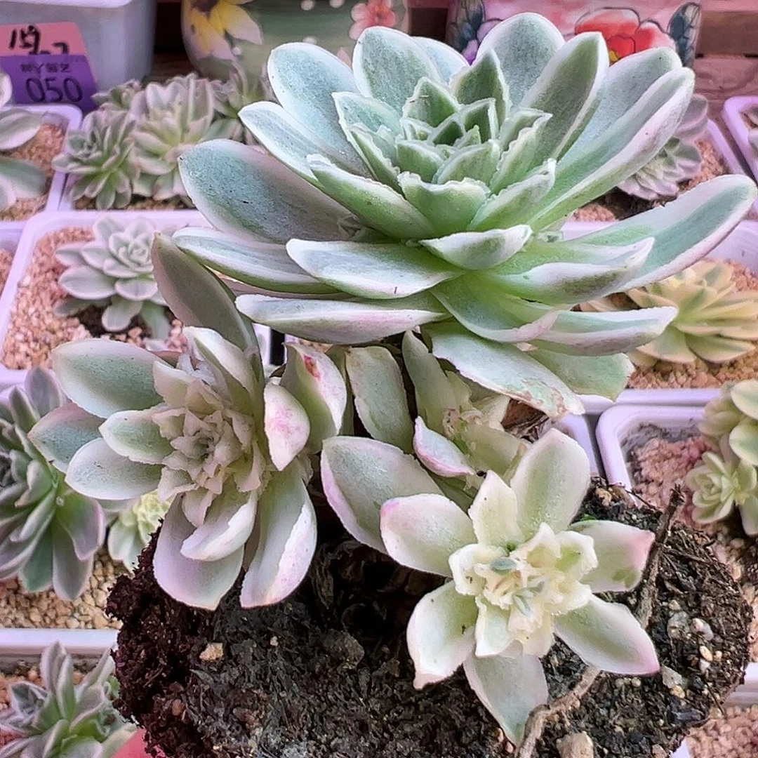 山地玫瑰锦秋夕139号