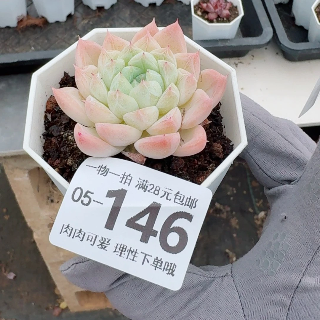 白卡无盆土发货无盆土无