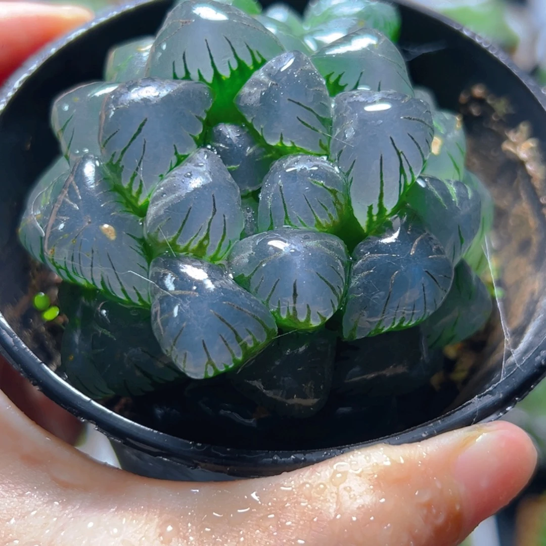 6125多肉植物一颗