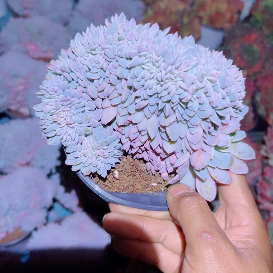 精品多肉植物老桩