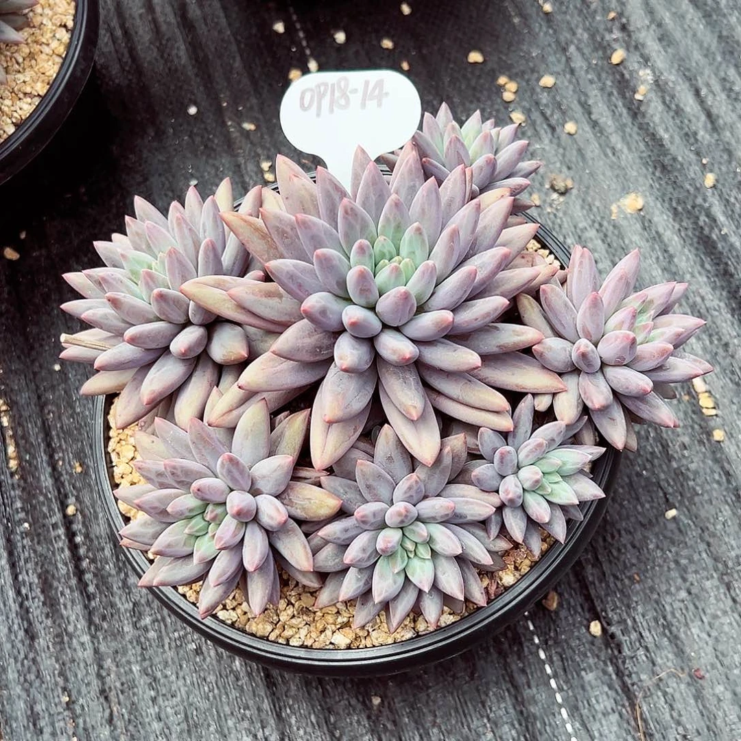 0918-14红蜻蜓群。