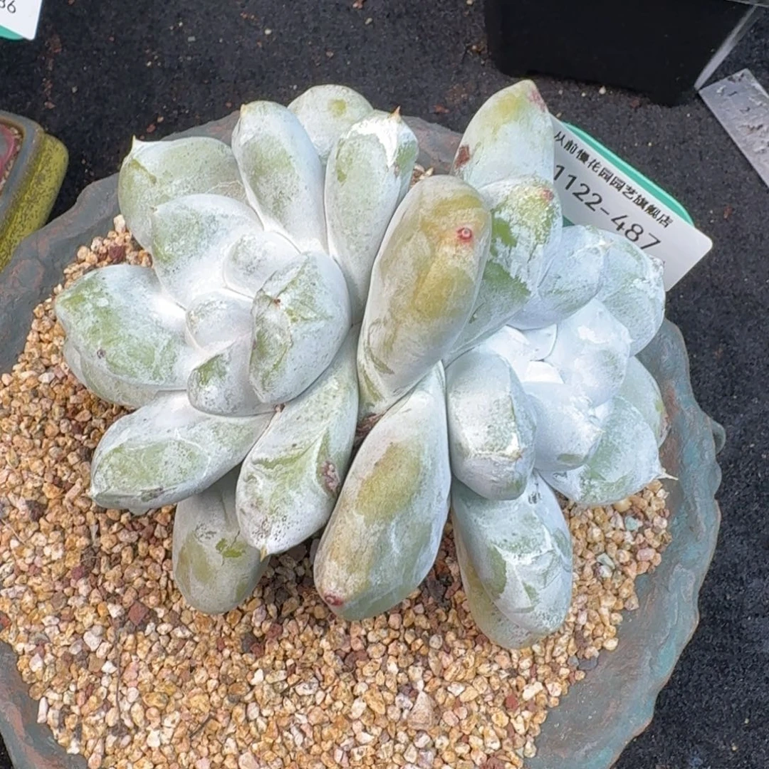 从前慢多肉精选编号1122.487