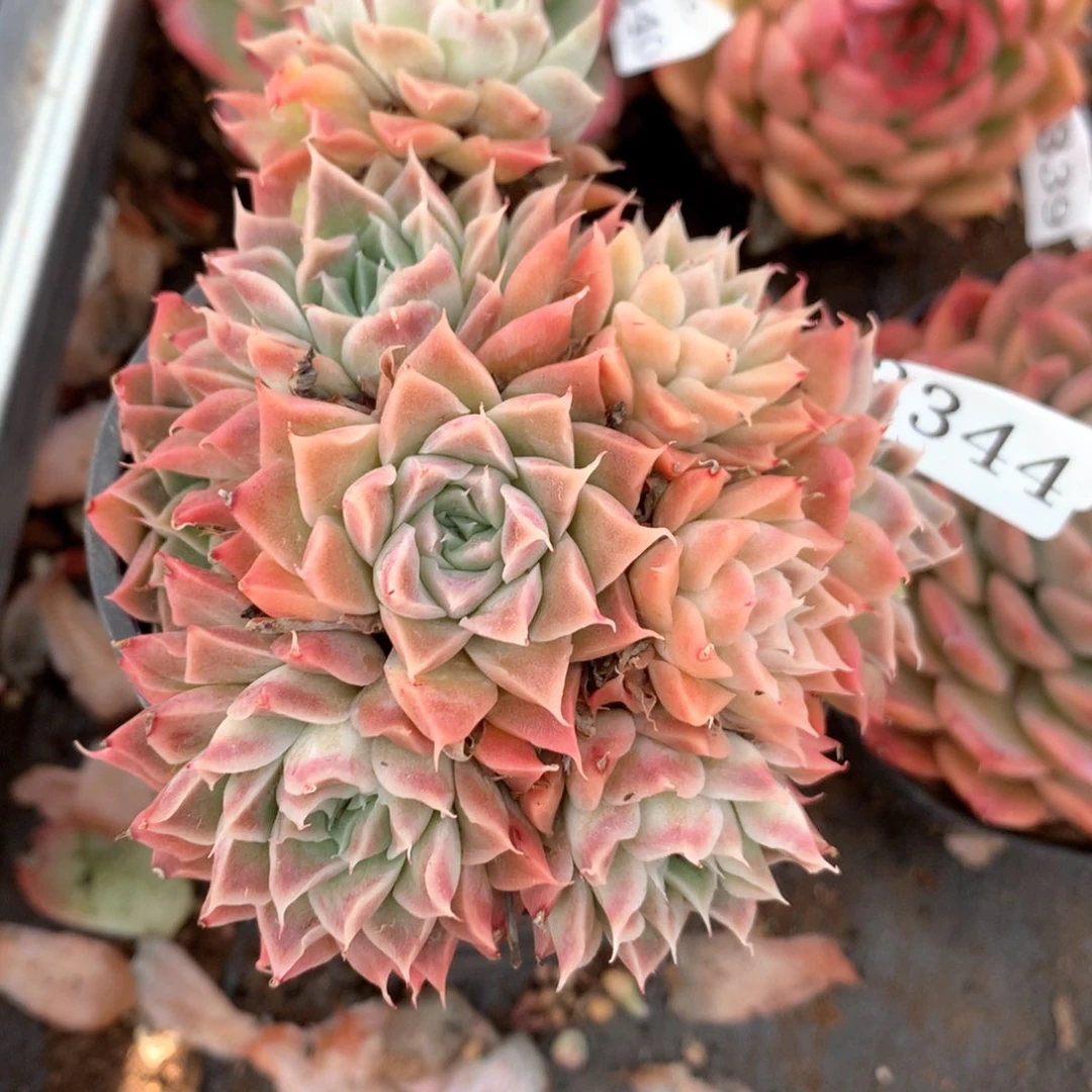 3344杂交多肉植物基地