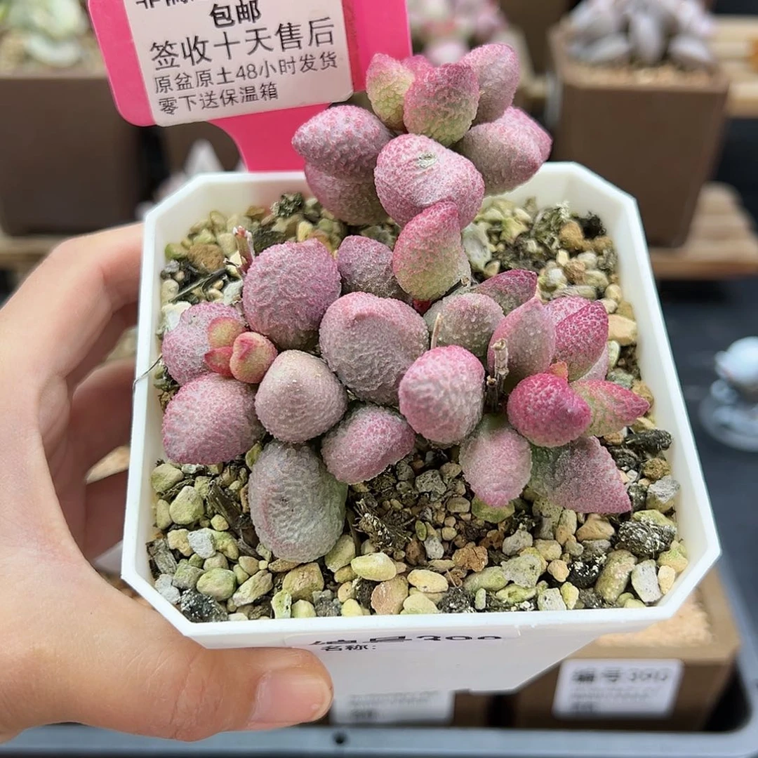 L****~398糖果多肉植物