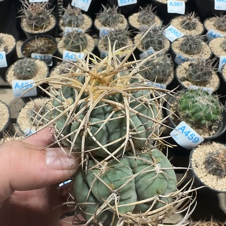 光林 自根仙人球585