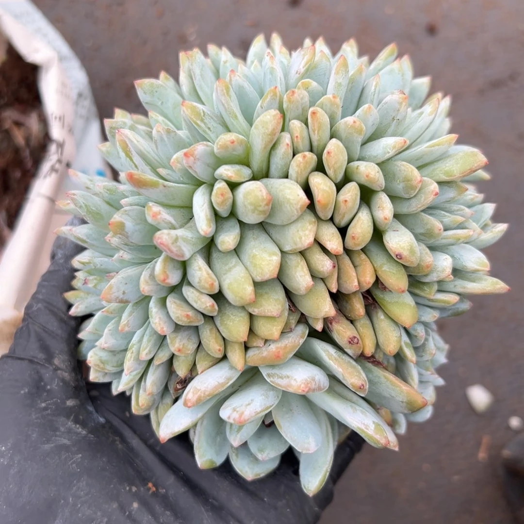 肉*嘟肉嘟嘟000000000