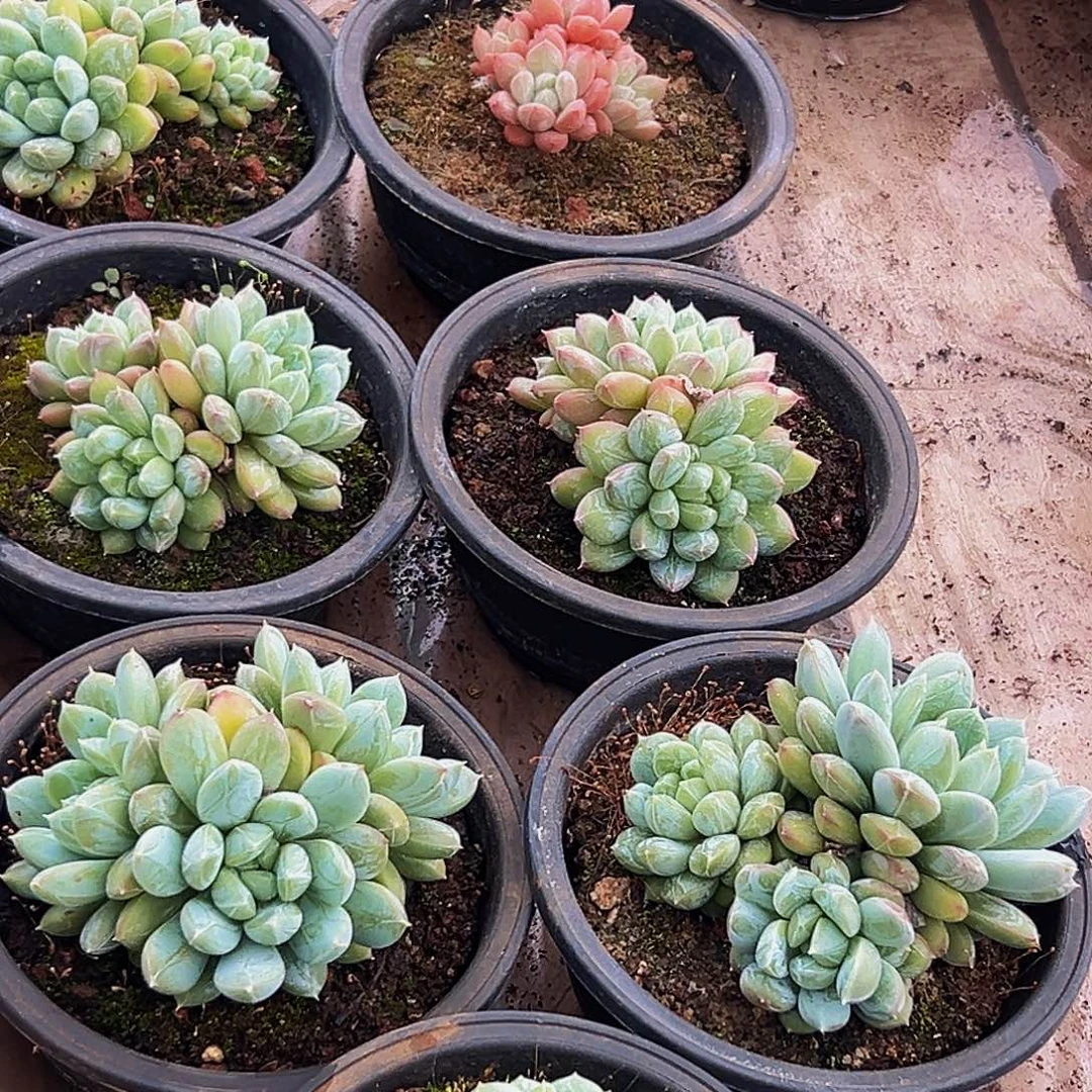 1颗美人系列多肉植物