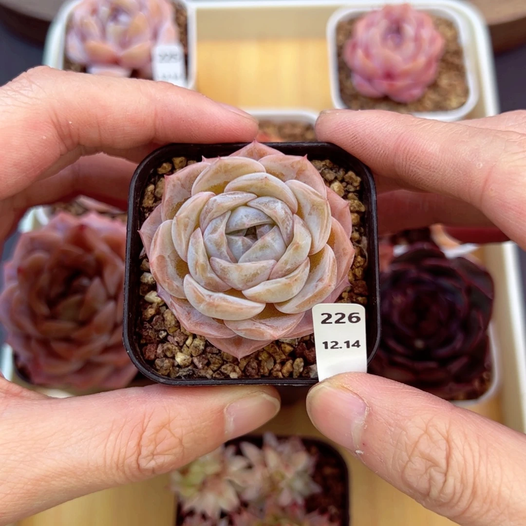 好好看226、哈哈哈哈