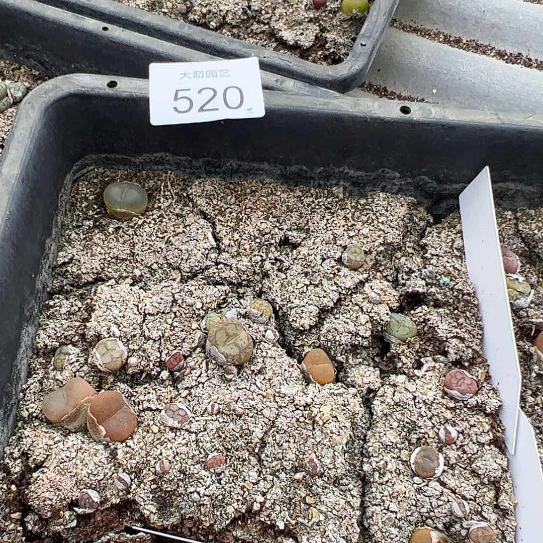 清框脱土发无售后默认有疤，520