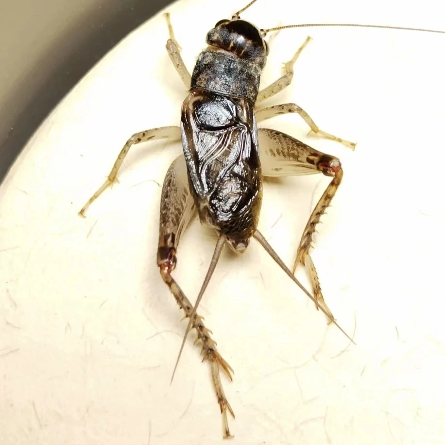 秋魁仿秋蟋蟀一个  请录开箱视频