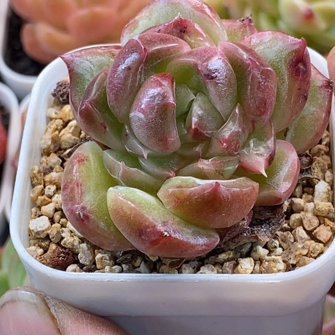 天官赐福百无禁忌